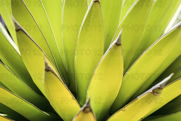 close up view of a green Agave cactus
