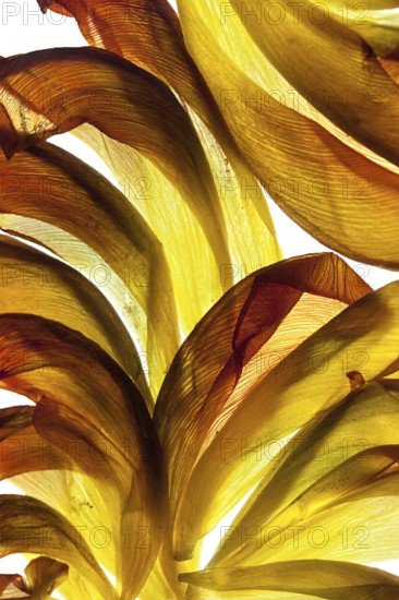 Withered petals of a tulip on a white background