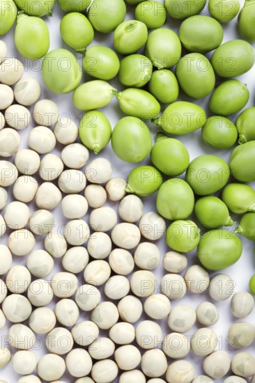 Fresh green and dried peas with cropping frame on white background