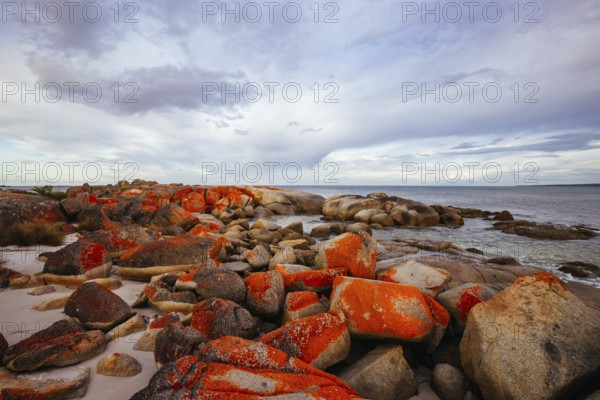 The lichen covered rocks at sunset in the Bay of Fires at Binalong Bay, Australia, Oceania