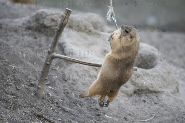 Prairie dog clinging to its food in the air with full determination