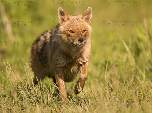Golden jackal runs head-on towards the camera