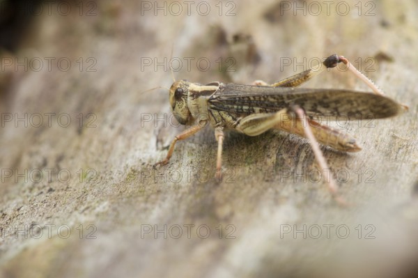 Macro of cricket outdoor on tree