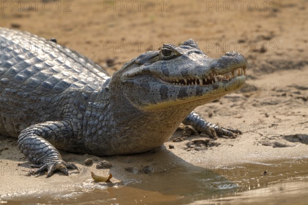 Caiman (Caimaninae), Crocodile (Alligatoridae), crocodile (Crocodylia), animal portrait, Pantanal, inland, wetland, UNESCO Biosphere Reserve, World Heritage Site, wetland biotope, Mato Grosso, Brazil, South America