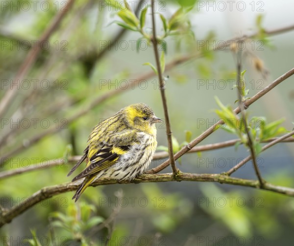 Female black-headed goldfinch sitting on a twig