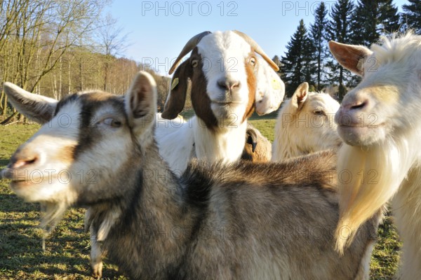 Old Goat Breeds on a farm. Old ornamental breeds (white German goat, Thuringian forest goat, Boer goat)