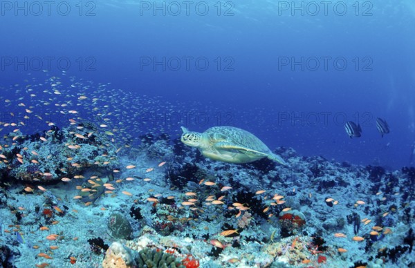 Green turtle, green turtle, Chelonia mydas, Maldives, Indian Ocean, Ari Atoll, Asia
