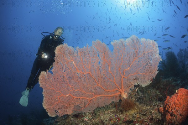 Scuba Diver over Coral Reef, New Ireland, Papua New Guinea | Scuba Diver over Coral Reef, New Ireland, Papua New Guinea, Oceania
