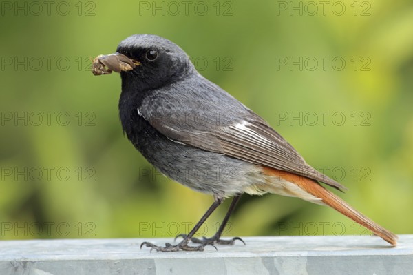 Black Redstart, Phoenicurus ochruros