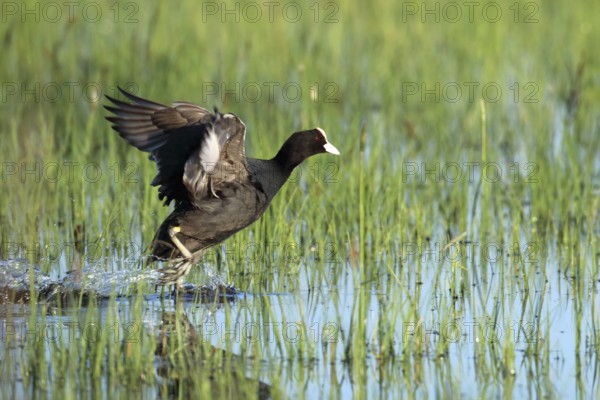 Coot, Fulica atra, starts