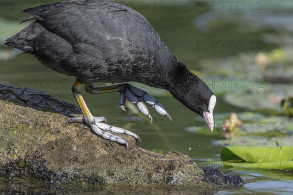 Coot (Fulica atra) walking on a tree trunk with its feet semi-webbed. Bas Rhin, Alsace, France, Europe