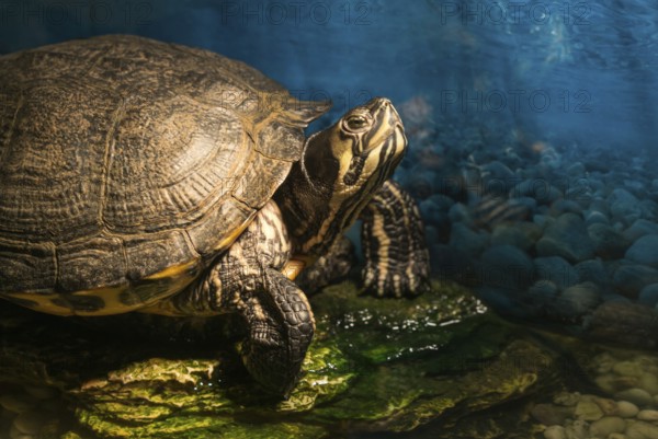 Western painted turtle chrysemys picta sitting on rock basking in late morning sun in fresh water pond