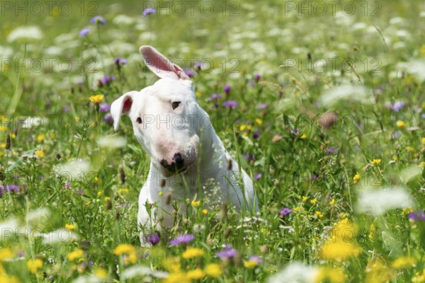 Portrait photo of white bull terrier outdoors on a sunny day, young purebreed bull terrier