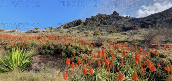 Ponta de Sao Lourenco, Aloen, east coast, Madeira Island