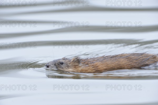 Ondatra zibethicus, building a nest