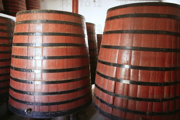 Natural wood wine golden barrel cellar in Spain