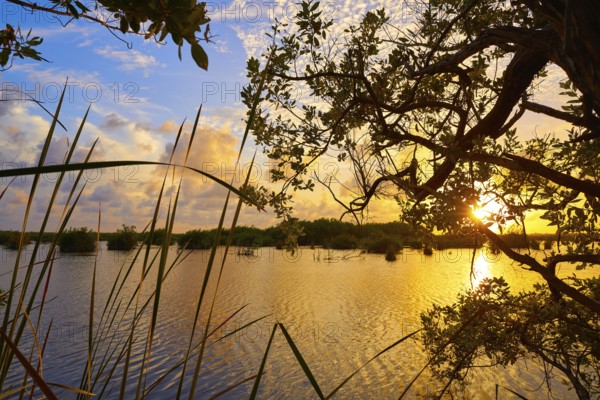 Mangroove sunset in Riviera Maya lagoon of Mexico