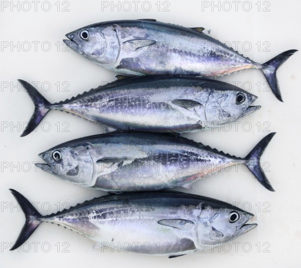 Bluefin four tuna fish Thunnus thynnus catch in a row