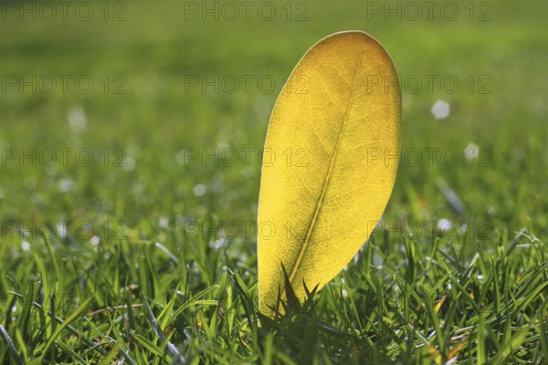Yellow autumn fall leaf on garden green grass lawn vivid seasonal colors