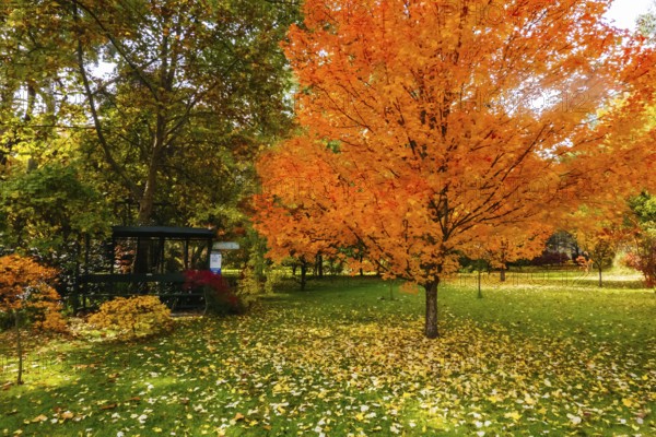 Autumn colours shine in a garden in Warburton on a cool autumn day in Victoria, Australia, Oceania