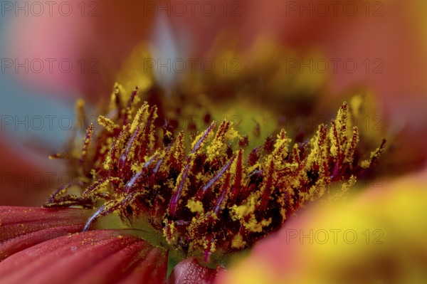 Gaillardia aristata is a North American wildflower in the sunflower family commonly known as blanketflower and cockade flower. It made its way to Europe and Australia