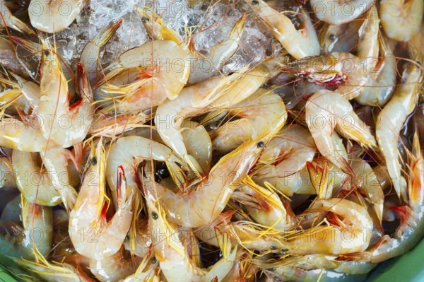 Many raw shrimps on ice for sale
