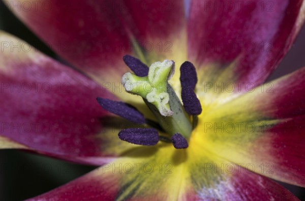 Tulip open