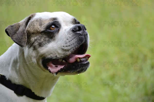 Lateral portrait of an American Bulldog