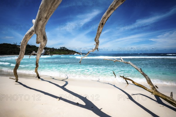 Driftwood and sandy beach on a clear tropical ocean with blue sky and waves, La Digue, Seychelles, Africa