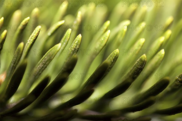 Detail of a Nordmann fir, Abies nordmanniana