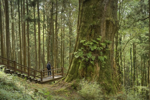Tree No. 28, Taiwan red cypress, Alishan National Forest Recreation Area, Alishan Township, Chiayi County, Taiwan, Asia