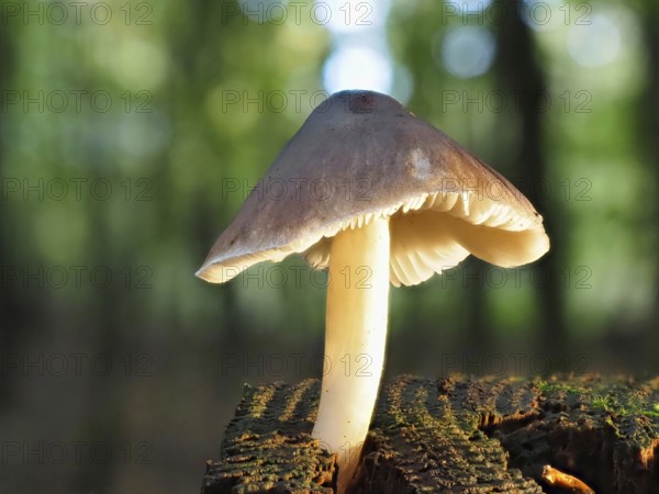 Roe deer brown roof mushroom (Pluteus cervinus), blurred background, North Rhine-Westphalia, Germany, Europe