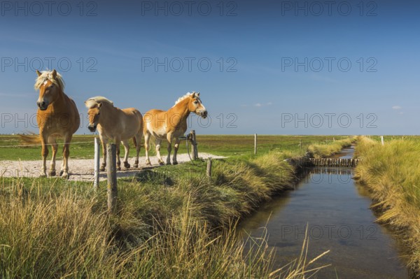 Horses on a pasture on the Hallig Hooge, North Frisia, Schleswig-Holstein, Germany, Europe