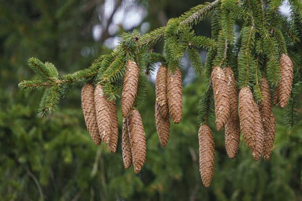 Green spruce branches with needles and many cones. Many cones on spruce