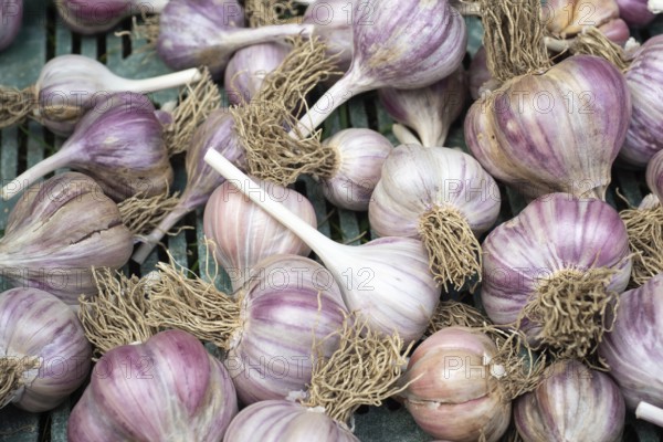 Pile of garlic in plastic crate