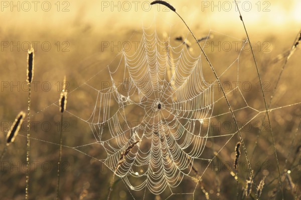 Spider web on a meadow during sunrise