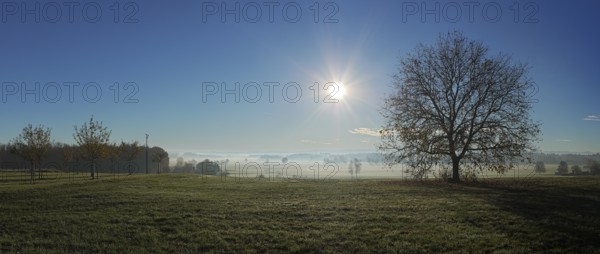 Cool morning mood with tree