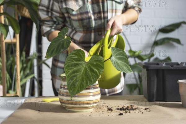 Transplanting a home plant Philodendron verrucosum into a new bigger pot in home interior. Caring for a potted plant, hands close-up