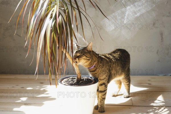 The cat sniffs and nibbles the house plant dracaena in the interior. Damage to a potted plant by a pet, danger of poisoning by poison for a pet