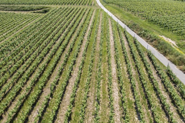 An image of a vineyard in Breisgau Germany region, fly over