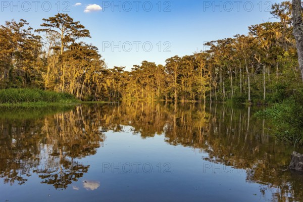 Magnificent reflections in the mirror water. Sunset. New Orleans area. Swamps of Louisiana. Journey to America. Boat excursion to the protected areas of the Mississippi Basin