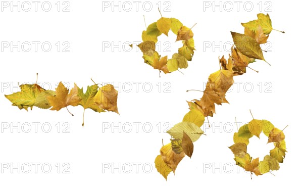 Percents sign made of autumn leaves. White isolated. Sales conseption