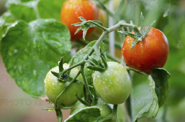 Red and green tomatoes grow on twigs