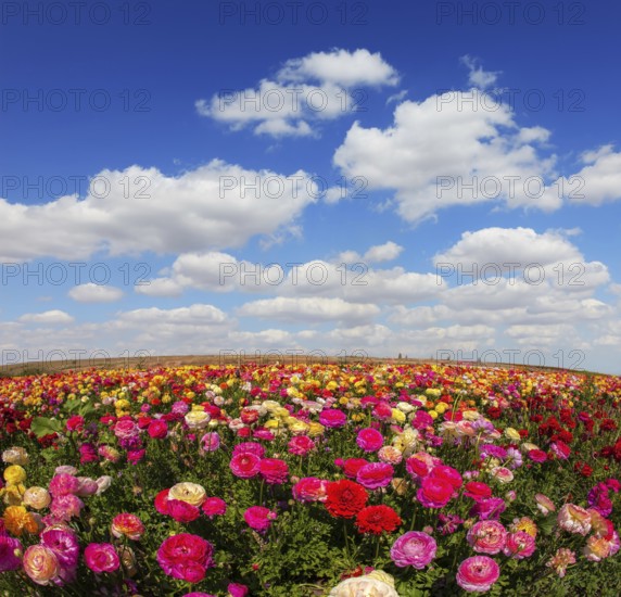Spring flowering garden large buttercups - ranunculus. Flowers are grown for export in the Nordic countries