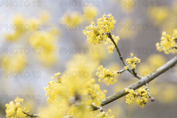 Cornelian cherry (Cornus mas), many blossoms on a branch, North Rhine-Westphalia, Germany, Europe