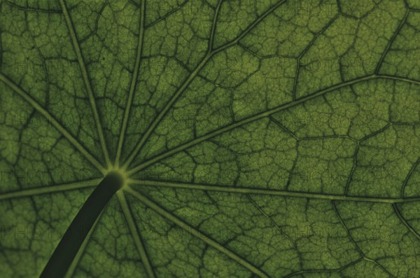 Bottom view of the leaf surface of a nasturtium -