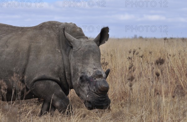 A White Rhinoceros in South Africa dehorned to protect it against poachers