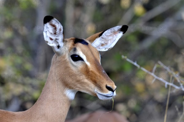 Impala Antelope in the Kruger Park, South Africa, Africa