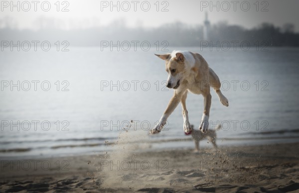 Dog (canis lupus familiaris), female, jumping while playing on the beach, Elbe, Hamburg, Germany, Europe