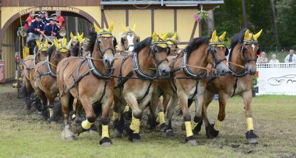 Cold-blooded horses as the titans of the race in Brück, Brandenburg